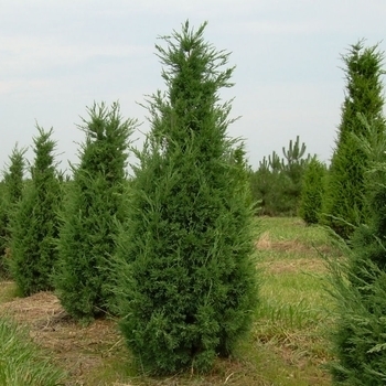 Juniperus chinensis 'Perfecta' 