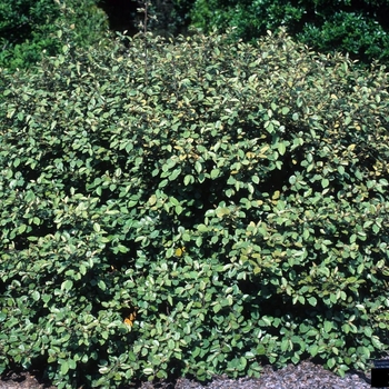 Elaeagnus pungens