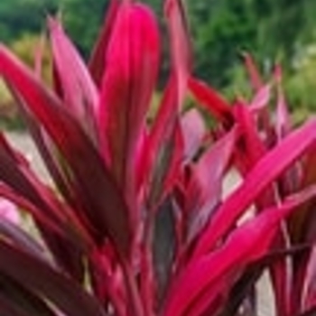 Cordyline 