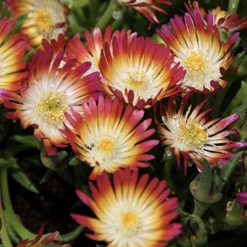 Delosperma 'Ruby' PP23453