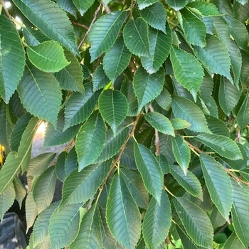 Ulmus chenmoui 'JAB Morton' USPP30396P2