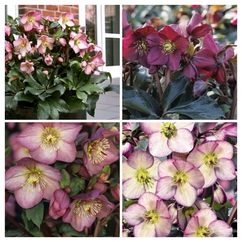 Helleborus 'Ice 'n Roses&reg; Barolo (Dark Wine)' PPAF