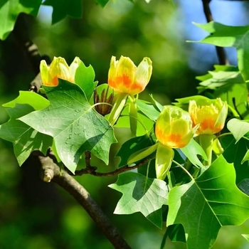 Liriodendron tulipifera 'JFS-Oz' PP 25,130