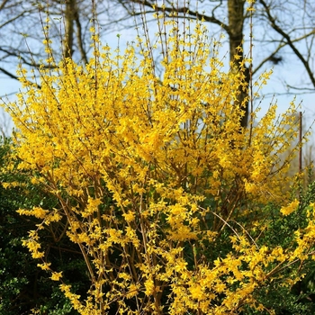 Forsythia x intermedia 'Spectabilis' Kolgold