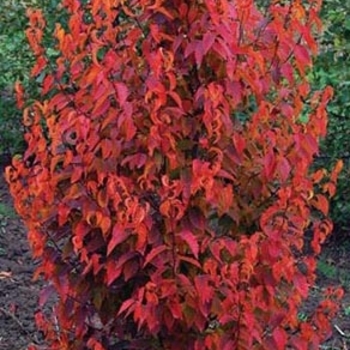 Carpinus caroliniana 'Firespire&trade;' J.N. Upright