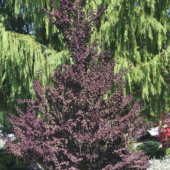 Cercidiphyllum japonicum 'Rotfuchs (Red Fox )' 