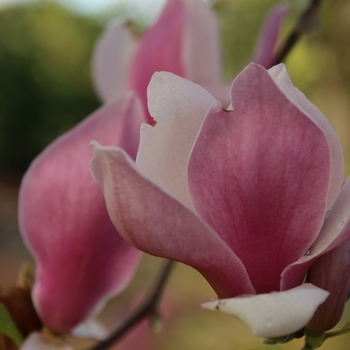 Magnolia x soulangeana 'Rustica Rubra' 