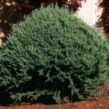 Larix laricina 'Blue Sparkler' 