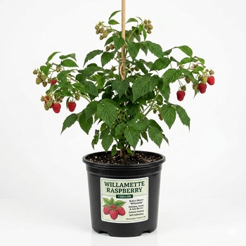 Rubus idaeus var. strigosus 'Willamette' 