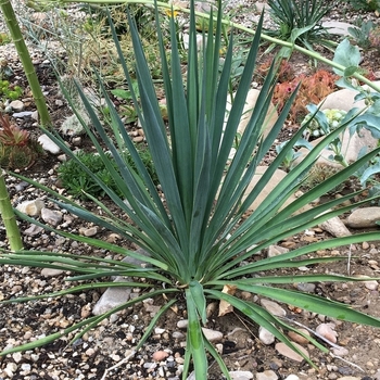 Yucca flaccida 'Blue Sentry'