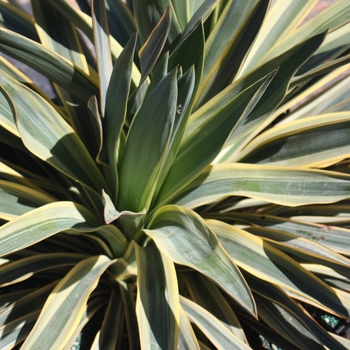 Yucca faxoniana