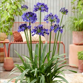 Agapanthus 'DWAgHyb-01'