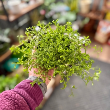 Selaginella 'Multiple Varieties' 