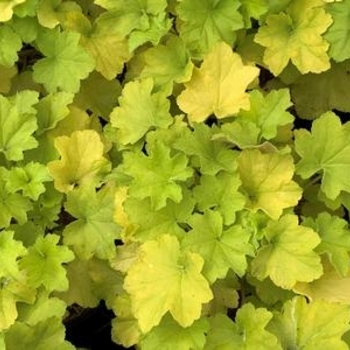 Heuchera villosa 'Citronelle' PP17934