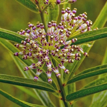 Asclepias exaltata