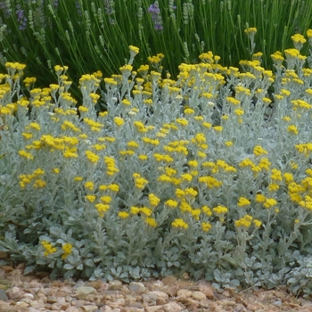 Tanacetum densum var. amani