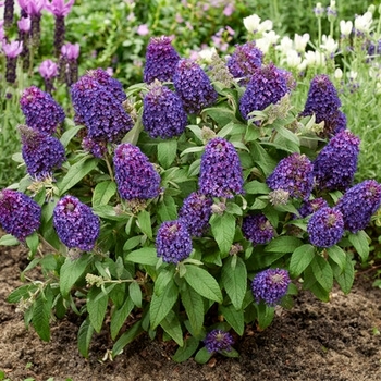 Buddleia davidii 'Botex 010' PPAF