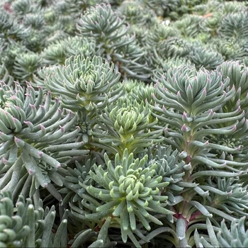 Sedum forsterianum