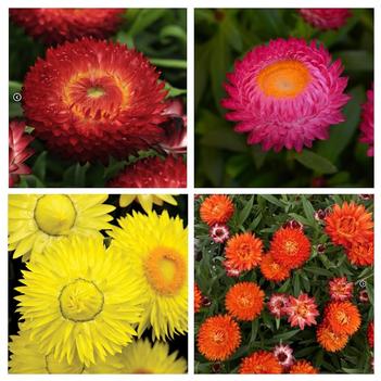 Bracteantha bracteata