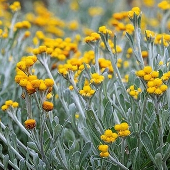 Chrysocephalum 'Desert Flame' PP19526