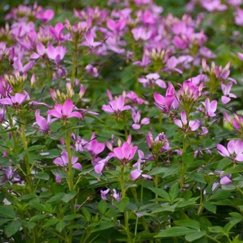 Cleome hassleriana 'Clio Magenta' 