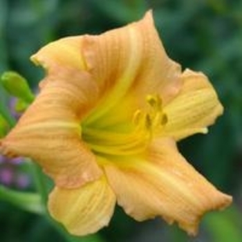 Hemerocallis 'Butterscotch Ruffles' 