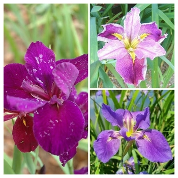 Iris 'Multiple Varieties' 