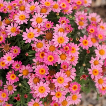 Argyranthemum 'Buttermint' PP26337P2