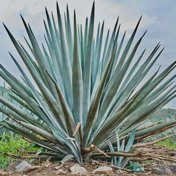 Agave tequiliana