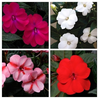 Impatiens 'Mixture' 