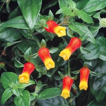 Manettia luteo-rubra