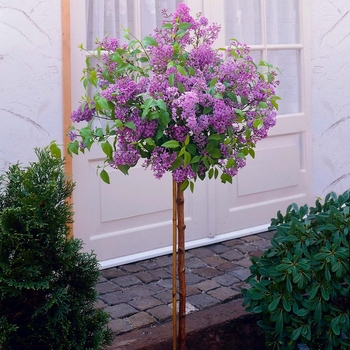 Syringa 'SMSJBP7' PP26549, Can 5076