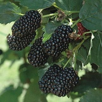 Rubus 'Prime-Ark&reg; 45' PP22449
