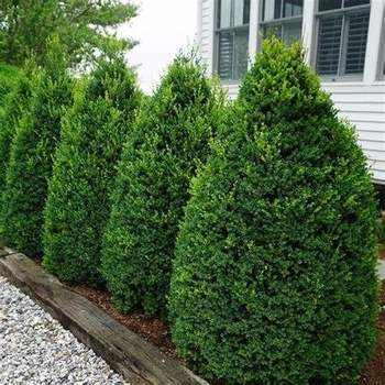 Buxus sempervirens 'Pyramidalis' 