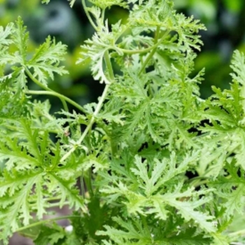 Crocosmia 'Golden Fleece' 