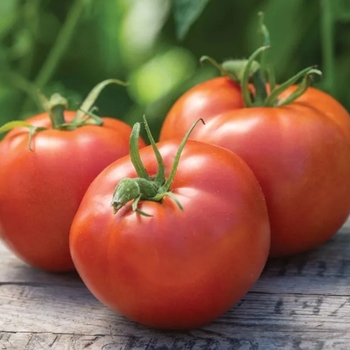 Solanum lycopersicon 'Big Boy' 