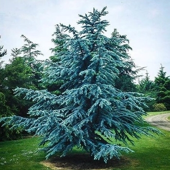 Cedrus atlantica 'Glauca' 