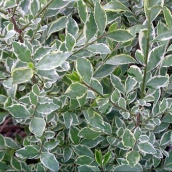 Ligustrum sinense 'Variegatum' 