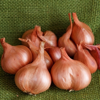 Allium cepa var. aggregatum