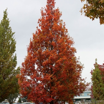 Quercus robur x alba 'JFS-KW1QX' PP16814P2