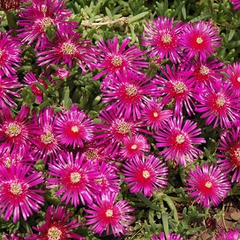 Lampranthus productus