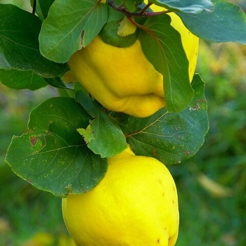 Cydonia oblonga 'Rich's' 