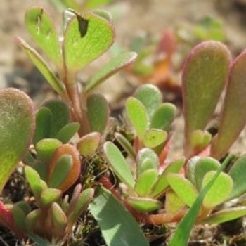 Portulaca oleracea