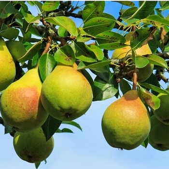 Pyrus communis 'Ayers' 