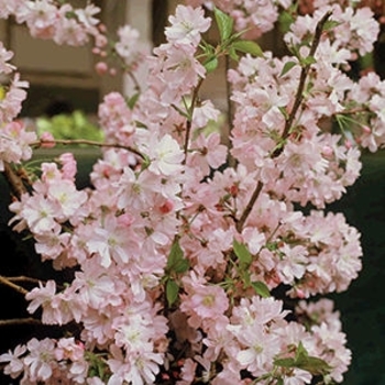 Prunus 'Accolade' 