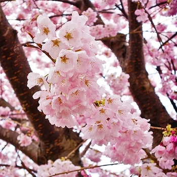 Prunus x yedoensis 'Akebono'