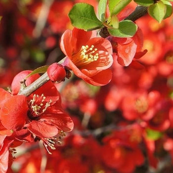 Chaenomeles x superba 'Fusion' 