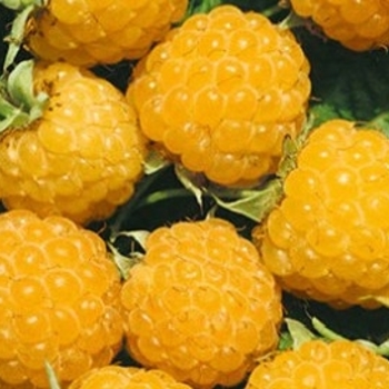 Rubus idaeus var. strigosus 'Fall Gold' 