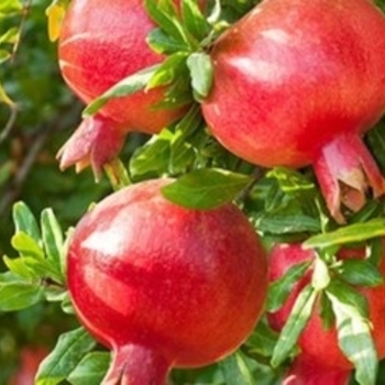 Punica granatum 'Wonderful' 