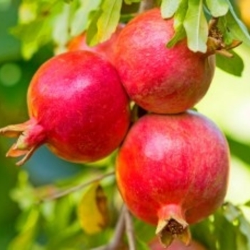 Punica granatum 'Salavatski' 